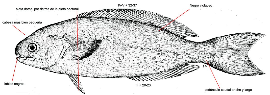 Centrolophus niger_01.jpg